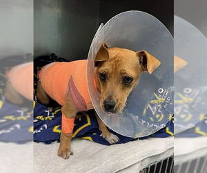 Chihuahua-Unknown Mix Dogs for adoption in Pasadena, CA, USA