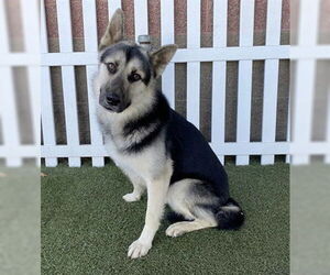 Gerberian Shepsky Dogs for adoption in Fremont, CA, USA