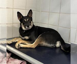 German Shepherd Dog-Unknown Mix Dogs for adoption in San Antonio, TX, USA