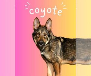 German Shepherd Dog-Unknown Mix Dogs for adoption in West Valley, UT, USA