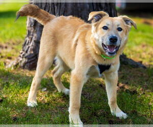 Mutt Dogs for adoption in Brooklyn Center, MN, USA