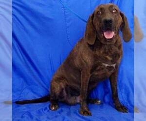 Plott Hound Dogs for adoption in Show Low, AZ, USA