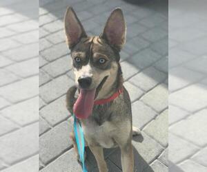 German Shepherd Dog-Siberian Husky Mix Dogs for adoption in Alva, FL, USA