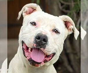 American Staffordshire Terrier Dogs for adoption in Albuquerque, NM, USA