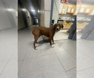 American Pit Bull Terrier-Labrador Retriever Mix Dogs for adoption in Augusta, GA, USA