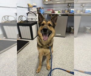 German Shepherd Dog Dogs for adoption in Westminster, MD, USA