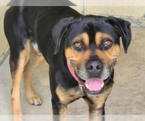 Rottweiler Dogs for adoption in Green Cove Springs, FL, USA