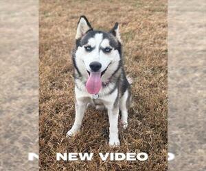 Siberian Husky Dogs for adoption in Forestville, MD, USA