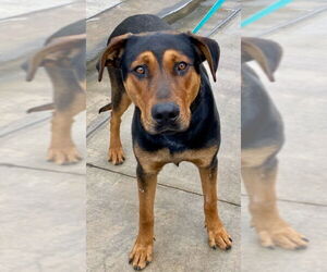 Shepradors Dogs for adoption in San Bernardino, CA, USA