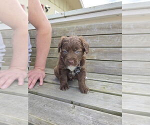 Mutt Dogs for adoption in Pacifica, CA, USA