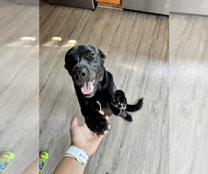 Labrador Retriever-Unknown Mix Dogs for adoption in Aurora, IN, USA