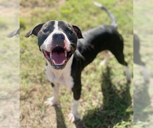 American Pit Bull Terrier-Unknown Mix Dogs for adoption in Augusta, GA, USA