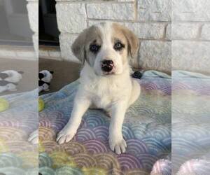 Great Pyrenees Dogs for adoption in Bend, OR, USA
