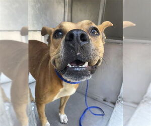 American Pit Bull Terrier-Rhodesian Ridgeback Mix Dogs for adoption in Waco, TX, USA