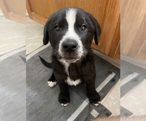 Labrador Retriever-Unknown Mix Dogs for adoption in Claremore, OK, USA