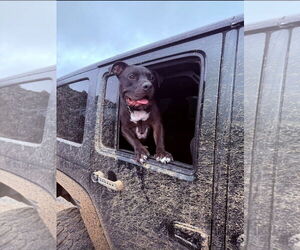 American Staffordshire Terrier-Labrador Retriever Mix Dogs for adoption in Chandler, AZ, USA