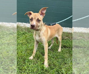 Black Mouth Cur Dogs for adoption in Naples, FL, USA