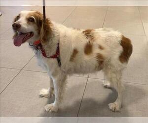 - Mix Dogs for adoption in Rancho Cucamonga, CA, USA
