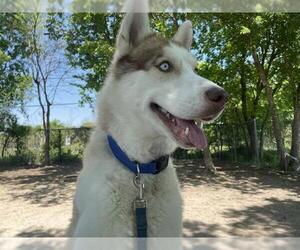 - Mix Dogs for adoption in Waco, TX, USA