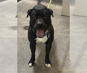 Mutt Dogs for adoption in Forestville, MD, USA