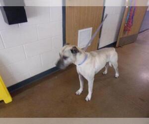 Great Dane-Unknown Mix Dogs for adoption in Temple, TX, USA