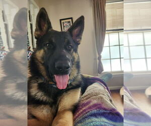 German Shepherd Dog-Unknown Mix Dogs for adoption in Raleigh, NC, USA