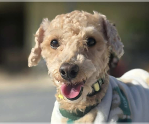 Poodle (Miniature) Dogs for adoption in San Ramon, CA, USA