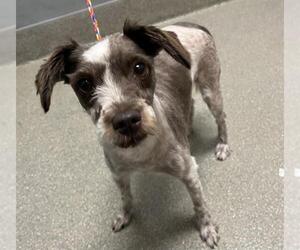 Chihuahua-Unknown Mix Dogs for adoption in Las Vegas, NV, USA