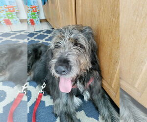 Mutt Dogs for adoption in Wheaton, IL, USA