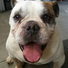 Bulldog Dogs for adoption in Alta Loma, CA, USA