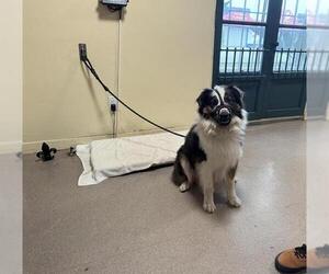 Australian Shepherd Dogs for adoption in Pasadena, CA, USA