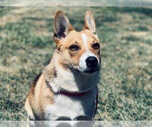 Chihuahua-Welsh Corgi Mix Dogs for adoption in Calgary, Alberta, Canada