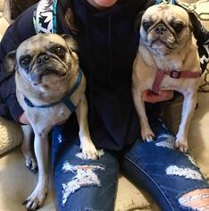 Pug Dogs for adoption in Pawtucket, RI, USA
