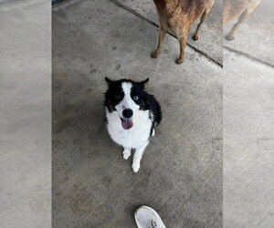 Border Collie Dogs for adoption in Palatine/Kildeer/Buffalo grove, IL, USA