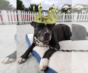 Olde Bulldog Dogs for adoption in  Ramona, CA, USA
