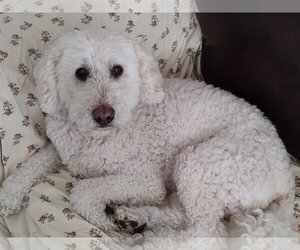 Poodle (Standard)-Unknown Mix Dogs for adoption in Sterling, MA, USA