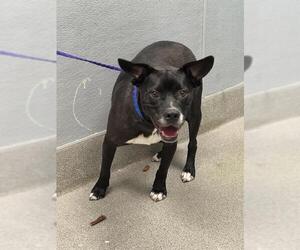 Labrador Retriever-Unknown Mix Dogs for adoption in Las Vegas, NV, USA