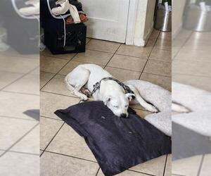 American Staffordshire Terrier-Unknown Mix Dogs for adoption in San Antonio, TX, USA