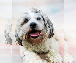 Poodle (Miniature) Dogs for adoption in Pasadena, CA, USA