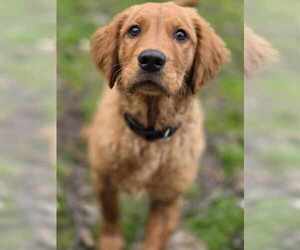 Golden Retriever Dogs for adoption in Cuba, NY, USA