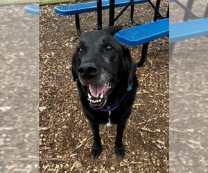 Labrador Retriever Dogs for adoption in Waterford, VA, USA