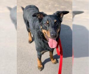 Beauceron Dogs for adoption in Negaunee, MI, USA