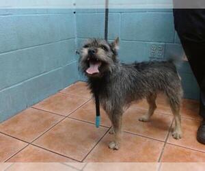 Mutt Dogs for adoption in Downey, CA, USA