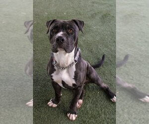 American Pit Bull Terrier-Unknown Mix Dogs for adoption in Van Nuys, CA, USA