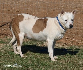 Mutt Dogs for adoption in Scottsdale, AZ, USA