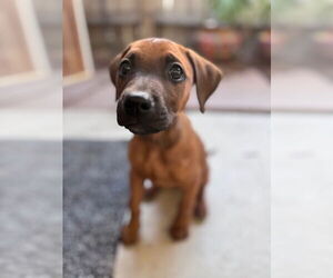Boxer-Rhodesian Ridgeback Mix Dogs for adoption in San Juan Capistrano, CA, USA