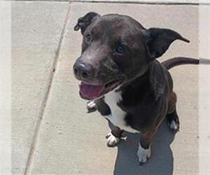 American Pit Bull Terrier-Unknown Mix Dogs for adoption in Tulsa, OK, USA