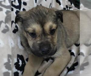 Mutt Dogs for adoption in Thief River Falls, MN, USA