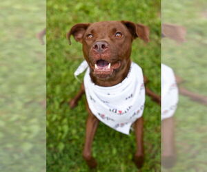 American Pit Bull Terrier Dogs for adoption in Gloversville, NY, USA