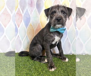 Pug-Unknown Mix Dogs for adoption in Corona, CA, USA